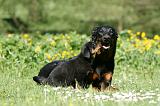 BEAUCERON - ADULTS and PUPPIES 050